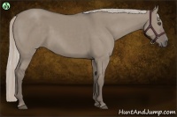 Horse Color:Silver Grullo 