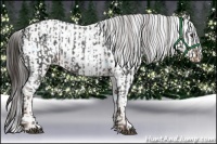 Horse Color:Liver Chestnut Sabino Splash Varnish and Liver Chestnut Sabino Splash Varnish