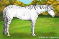 Horse Color:Brown Frame Appaloosa 