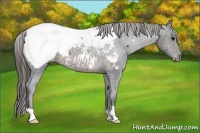 Horse Color:Buckskin Snowcap 
