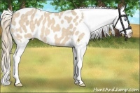 Horse Color:Perlino Appaloosa 