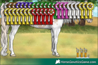 Horse Color:Perlino Appaloosa