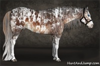 Horse Color:White Spotted Liver Chestnut Splash and White Spotted Bay Splash Appaloosa