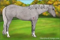 Horse Color:Silver Brown Appaloosa 
