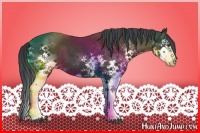 Horse Color:Black Chinchilla Splash 