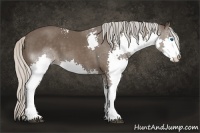 Horse Color:White Spotted Silver Black Splash