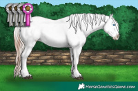 Horse Color:White Spotted Silver Bay Sabino Splash Varnish  and White Spotted Brown Sabino Splash Varnish 