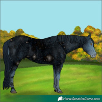 Horse Color:ERROR: UNKNOWN ANOMALY