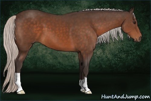 Horse Color:Silver Bay 