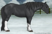 Horse Color:Black 