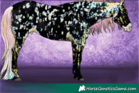 Horse Color:Watercolor Liver Chestnut Sabino Splash Appaloosa and Watercolor Bay Sabino Splash Appaloosa