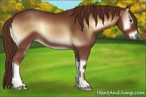 Horse Color:Red Onyx