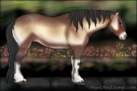 Horse Color:Bay Roan Onyx 