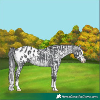 Horse Color:Chocolate Silver Black Chinchilla Sabino Splash and Brown Chinchilla Sabino Splash Appaloosa