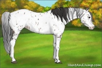 Horse Color:Brown Sabino Splash Near Leopard  and Brown Sabino Splash Near Leopard 