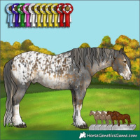 Horse Color:Chocolate Palomino Mushroom Sabino  and Black Mushroom Sabino Splash Appaloosa 