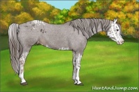 Horse Color:Liver Chestnut Sabino Splash Appaloosa and Liver Chestnut Sabino Splash Appaloosa
