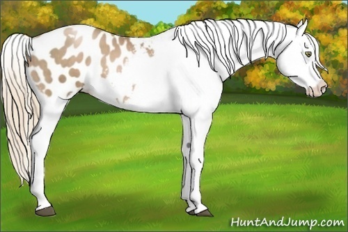 Horse Color:White Spotted Liver Chestnut Pearl Blanket