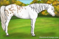 Horse Color:White Spotted Liver Chestnut Pearl Blanket