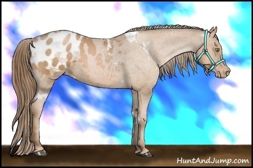Horse Color:White Spotted Liver Chestnut Pearl Blanket