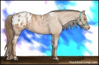Horse Color:White Spotted Liver Chestnut Pearl Appaloosa 