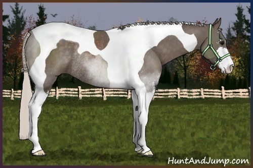 Horse Color:Silver Black Sabino Tobiano Rabicano