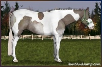 Horse Color:Silver Black Sabino Tobiano Rabicano 