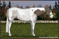 Horse Color:Silver Black Sabino Tobiano Rabicano