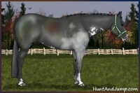 Horse Color:Black Sabino Rabicano 