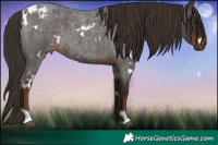 Horse Color:White Spotted Liver Red Roan 