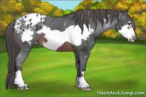 Horse Color:Brown Frame Appaloosa 