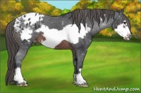 Horse Color:Brown Frame Appaloosa 