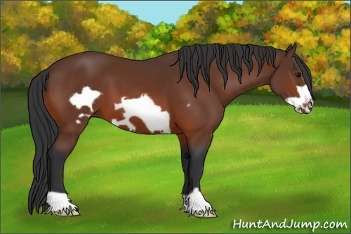 Horse Color:Bay Frame 