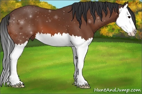 Horse Color:Bay Splash 