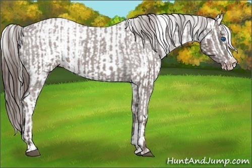 Horse Color:Liver Chestnut Sabino Splash Varnish and Liver Red Dun Sabino Splash Varnish