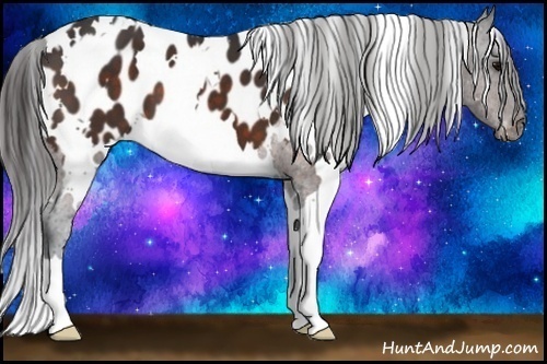 Horse Color:White Spotted Bay Appaloosa 