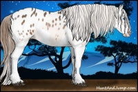 Horse Color:Bay Splash Appaloosa Rabicano 