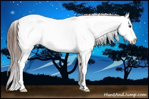 Horse Color:Liver Red Dun Splash Tobiano Blanket 