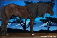 Horse Color:Bay Ice 
