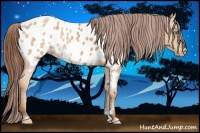 Horse Color:Amber Champagne Ice Sabino Appaloosa