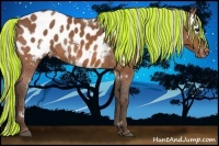 Horse Color:Painted White Spotted Silver Bay Appaloosa Rabicano