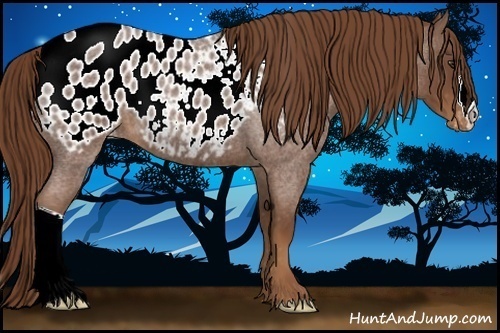 Horse Color:Red Roan Appaloosa 