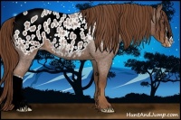 Horse Color:Red Roan Appaloosa