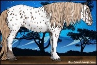 Horse Color:Liver Chestnut Sabino Tobiano Near Leopard 