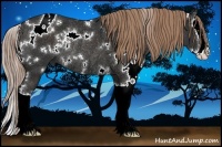 Horse Color:White Spotted Liver Chestnut Splash Rabicano