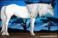 Horse Color:Silver Amber Champagne Varnish Rabicano