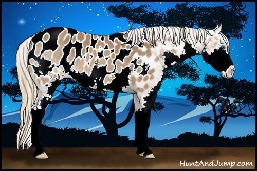 Horse Color:Chestnut Splash Appaloosa 