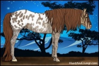 Horse Color:Chestnut Ice Appaloosa 