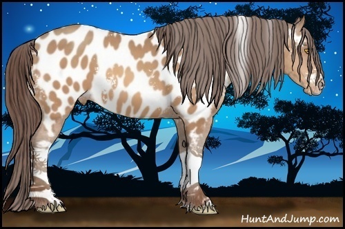 Horse Color:White Spotted Amber Champagne Tobiano Appaloosa 