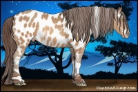 Horse Color:White Spotted Amber Champagne Tobiano Appaloosa 